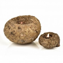 Elephant Yam 1kg