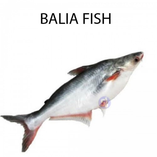 BALIA FISH - 1 KG