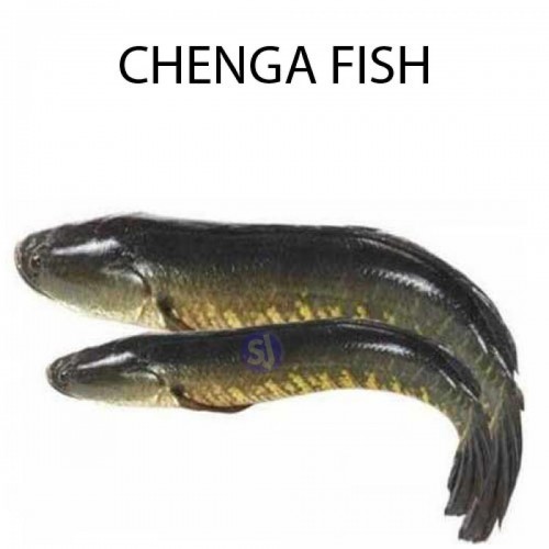 CHENGA FISH - 1 KG