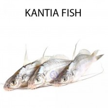  KANTIA FISH - 1 KG