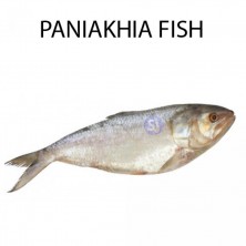 PANIAKHIA FISH - 1 KG