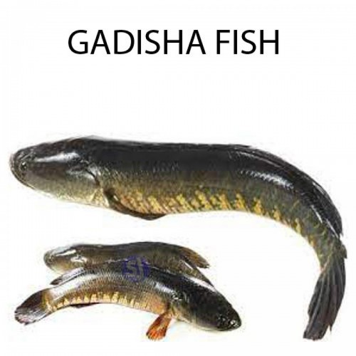 GADISHA FISH - 1 KG