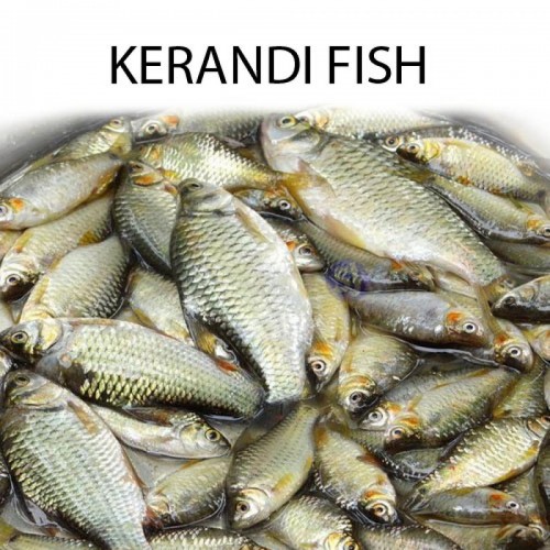 KERANDI FISH - 1 KG