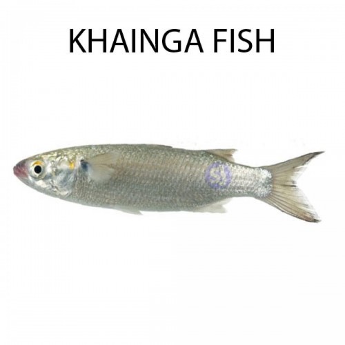  KHAINGA FISH - 1 KG