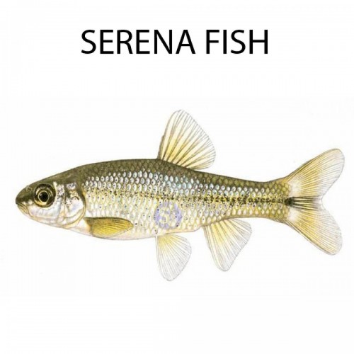 SERENA FISH - 1 KG