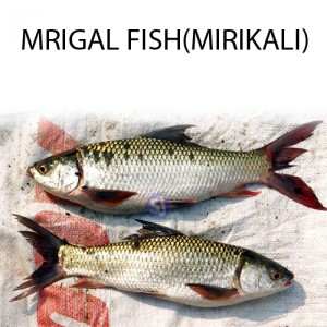  MRIGAL FISH 1 KG