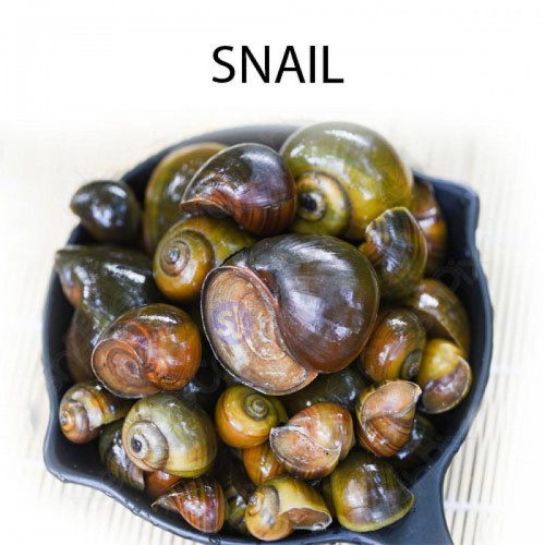 SNAIL - 1 KG