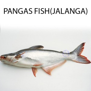  PANGAS FISH  1 KG