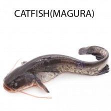 CATFISH 1 KG