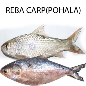 REBA CARP  1 KG