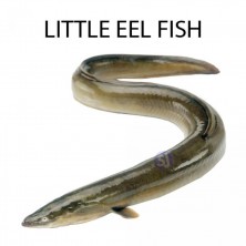 LITTLE EEL FISH  1 KG