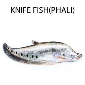 KNIFE FISH  1 KG