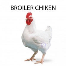 BROILER CHICKEN - 1 KG