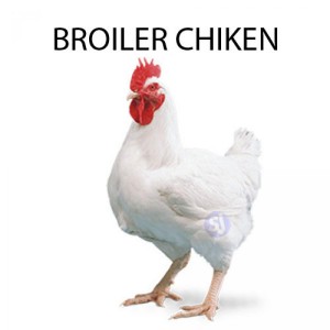 BROILER CHICKEN - 1 KG