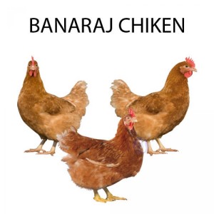 BANARAJ CHICKEN - 1 KG