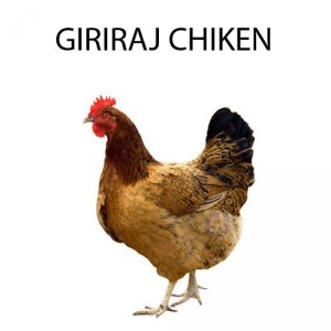 GIRIRAJ CHICKEN - 1 KG