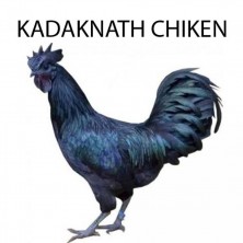 KADAKNATH CHICKEN - 1 KG