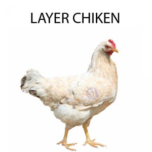 LAYER CHICKEN - 1 KG