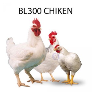 BL300 CHICKEN - 1 KG