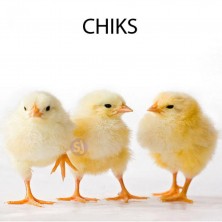 CHIKEN CHIKS - 3 PCS